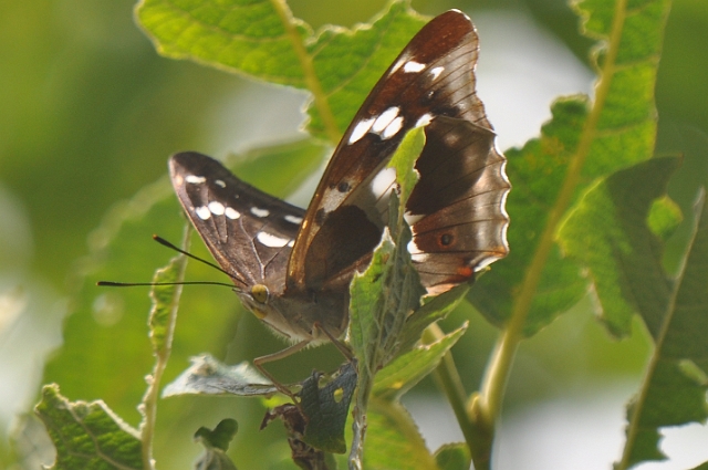 purple emperor butterfly-1.jpg - PURPLE EMPEROR - ALICE HOLT FOREST, HANTS - 5.7.09